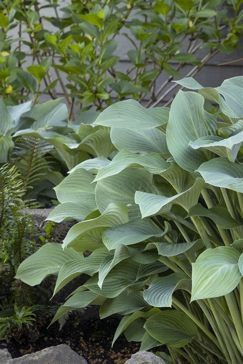 Krossa Regal Hosta, Hosta x 'Krossa Regal', Monrovia Plant