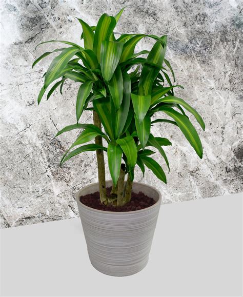 Dracaena - Corn Plant – THE PLANT BASE