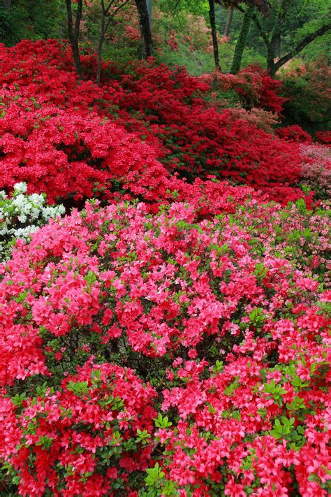 Coral bells azalea rhododendron coral bells at pender pines garden ...
