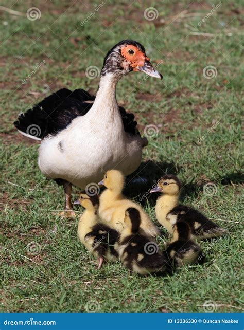 Muscovy Duck and Ducklings stock photo. Image of scene - 13236330