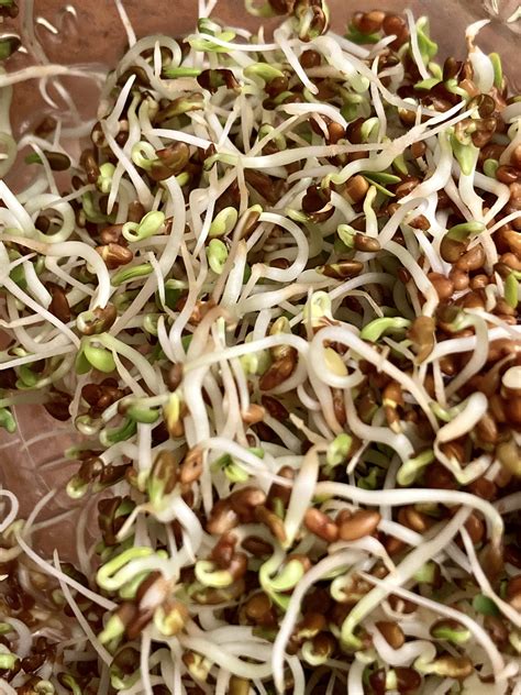 Alfalfa Sprouts Growing