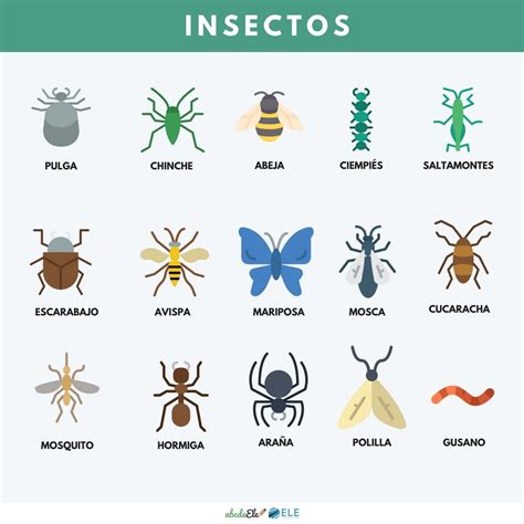 Insects and Their Names in Spanish