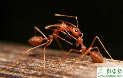 蚂蚁上市暂缓原因真相 蚂蚁集团上市的最新消息_嘿呀网
