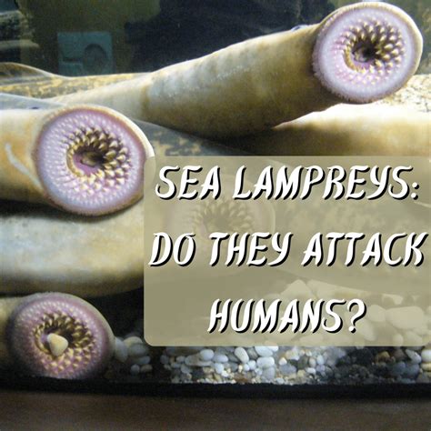 Attack Of Killer Lampreys