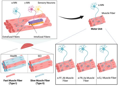Mechanisms of Different Motor Neurons in the Occurrence of Spasticity ...