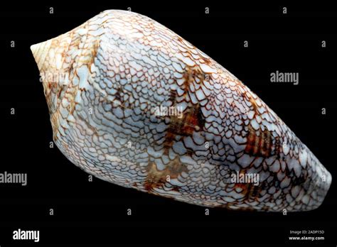 Image result for Cone Shell Venom