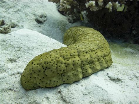 The Animals of the Great Barrier Reef