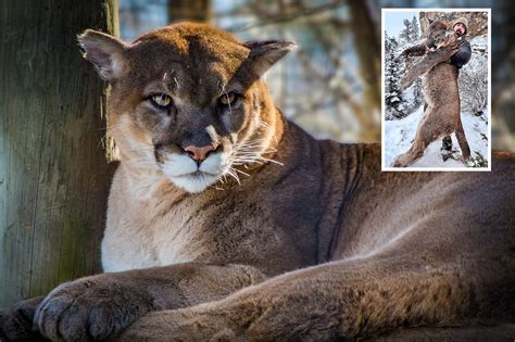Mountain lions attacked and killed a man doing exactly what experts ...