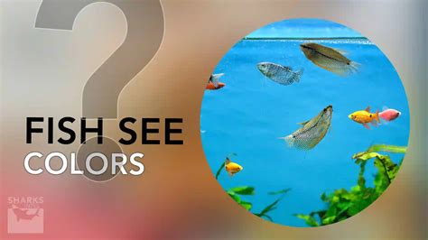 What Colors Can Fish See? - sharksinfo.com