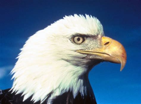 Image result for 2 Animals Photoshop Tutorial