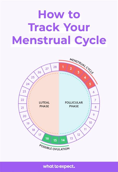 When Is the Best Time to Have Sex to Get Pregnant?