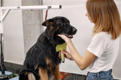 How To Groom An Aggressive Dog? – ABK Grooming