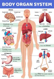 Body Organ System Chart For Kids Poster for Home Office and Student ...