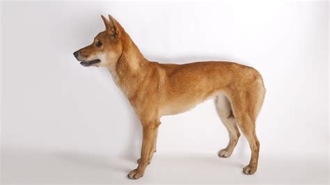 Australian Dingo Dog