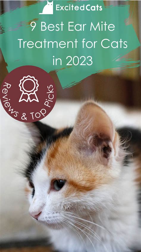 Cat ear mites – Artofit