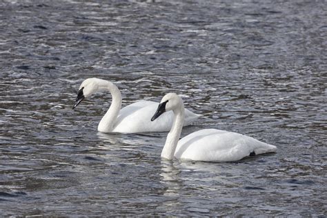 Big White Bird Free Stock Photo - Public Domain Pictures