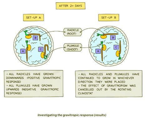 Tropisms - Biology for GCSE/IGCSE - Class 10 PDF Download