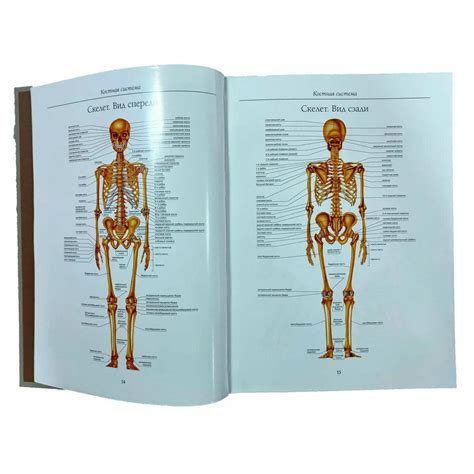 Atlas Anatomy Download