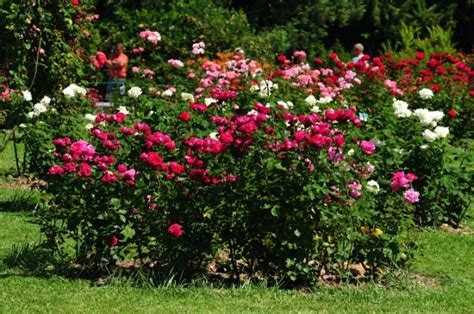 玫瑰花的种植方法-玫瑰花种植方法？