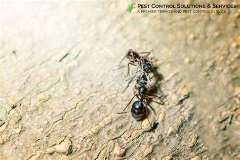 Keep Ants Away from Your Parrish Home: Simple Tips