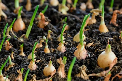 How to Grow Onions