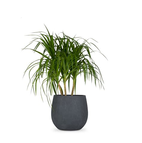 Buy Dewdrop FRP Round Planter in Bangalore| Large Palasa planters