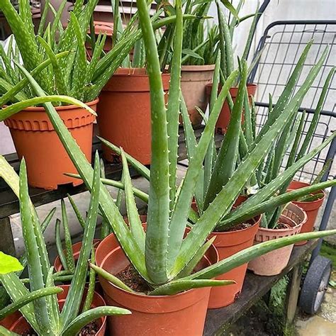 Amazon.com : CHUXAY GARDEN Dark Green White Edible Aloe Vera Plant Seed ...