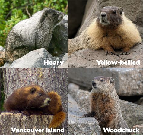 marmot-types-min – WildSafeBC