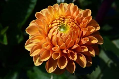 Image result for CNN Detectio Task