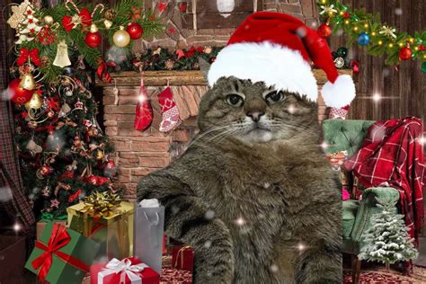 15 Christmas Cat Memes: Adorable and Funny Holiday Cats - Fashion Tips ...