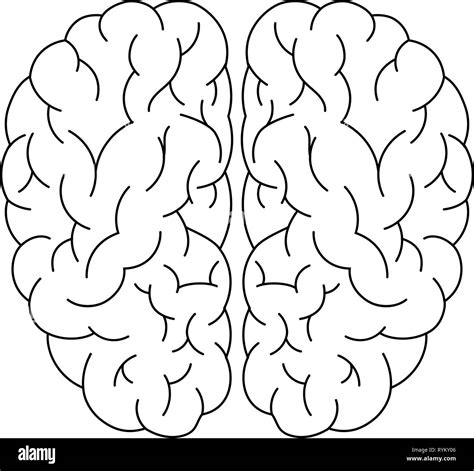 Brain Vector 的图像结果