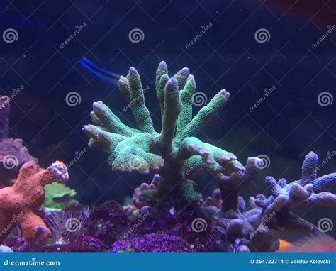 Montipora SPS Coral in Reef Aquarium Tank Stock Photo - Image of aquaculture, hard: 254722714