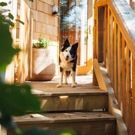 Win a pet-friendly holiday with Paws & Stay