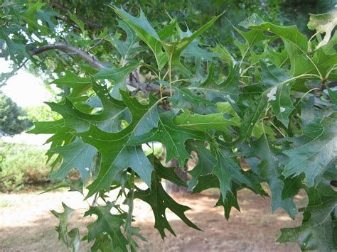 What Is Pin Oak at Carmen Wong blog