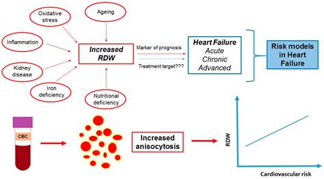 High Rdw-Cv Blood Test Results at Michelle Woodring blog
