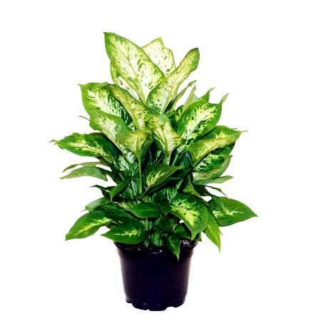 Buy Dieffenbachia Lemon Plant online at best price