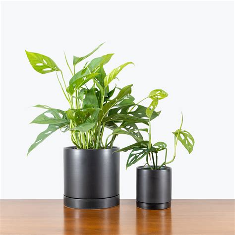 Ceramic Indoor House Plant Planters Pots - Plant Delivery Toronto ...
