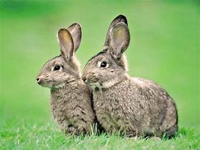 Image result for Spring Animals Bunnies
