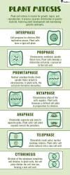 Infographics: Plant Mitosis - Biology Class 11 - NEET PDF Download