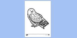 Owl Colouring Sheet | Colouring Sheets (teacher made)