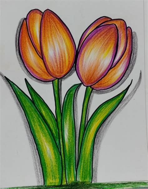 Tulip Drawing Shading at Micheal Haber blog