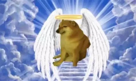 Viral Memes Dog 'Cheems' dies due to health complications