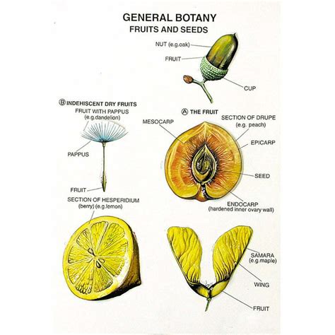 Botany 的图像结果
