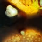 Early PDA 的图像结果