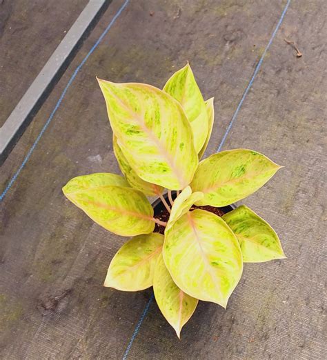 Aglaonema Yellow Delight : Buy Plant Online In India – Growcerys