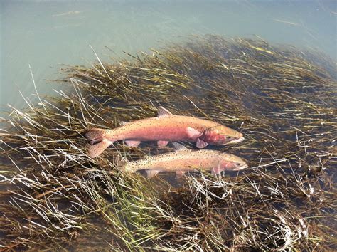 Native Trout Programs - Nevada Fishing