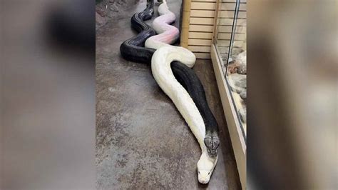 Viral Video: వామ్మో.. రెండు భారీ కొండ చిలువల తోకలను పట్టుకునిలాగిన ...