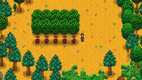 How to Get Maple Syrup in Stardew Valley - GameMite