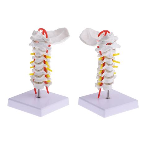 2 Sets 1:1 Human Cervical Vertebra Carotid Artery Flexible Model – UNIQBUY