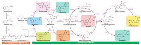 A Review of Classification, Biosynthesis, Biological Activities and ...